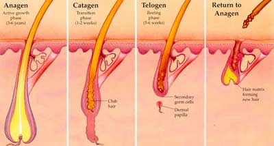 Can Waxing Slow Down the Growth of Body Hair?